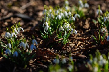 Bahar bahçesinde güzel kar damlaları. Doğal arka planda güzel beyaz kardelen (Galanthus).