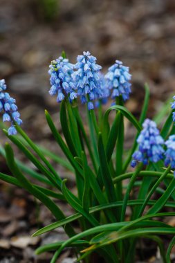 Bahçedeki mavi muscari çiçekleri. Muscari çiçekleri. Muscari Ermeniacum. Üzüm sümbülleri. Mavi bahar çiçekleri.