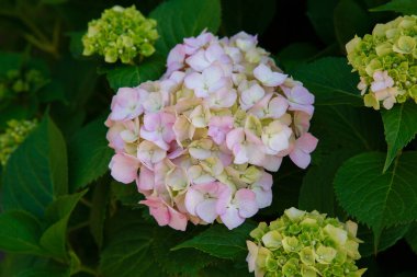 Ortanca 'nın güzel çiçekleri. Bahçede açan ortanca makrofili.