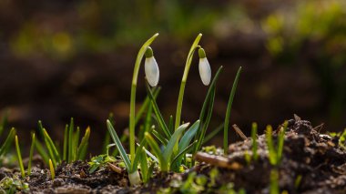 Kar damlası bahar bahçesi çiçekleri. Genel kar damlası (Galanthus nivalis) çiçekleri doğal yeşil arkaplanda.