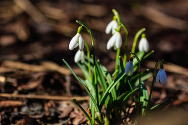 Bahar bahçesinde güzel kar damlaları. Doğal arka planda güzel beyaz kardelen (Galanthus).