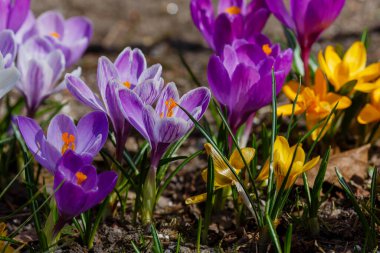 Bahar bahçesinde mor ve sarı timsahlar. 