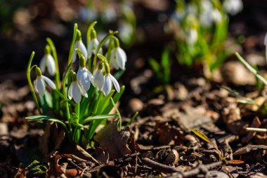 Bahar bahçesinde güzel kar damlaları. Doğal arka planda güzel beyaz kardelen (Galanthus).