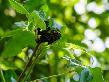 Acanthopanax Senticosus, Sibirya Ginseng, Eleutherococcus senticosus meyvesi ağaçta