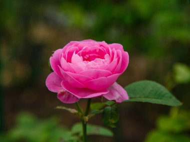 Pastel gül çiçeğine yakın çekim. Doğanın makro fotoğrafçılığı. Bahçede gül yetiştiriyor. Bahçedeki gül çalılığında pembe gül çiçekleri