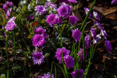 Bahar bahçesinde Pembe Hepatica nobilis. 