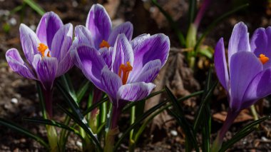 Bahar bahçesinde mor timsahlar. 