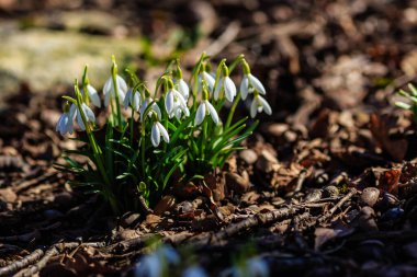 Bahar bahçesinde güzel kar damlaları. Doğal arka planda güzel beyaz kardelen (Galanthus).