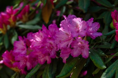 İlkbaharda Rhododendron dauricum
