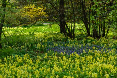 Bahar bahçesinde açan güzel bahar çiçekleri, kapatın.