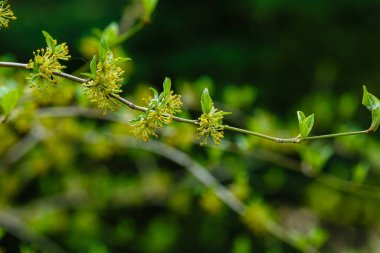 Cornus mas 'ın yeşil yaprakları, Cornelian kirazı