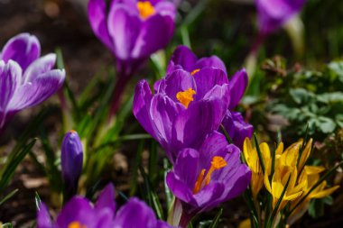 Bahar bahçesinde mor timsahlar. 