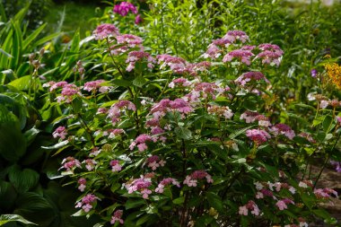 Ortanca Koreana pembe çiçeklerle çiçek açar. 