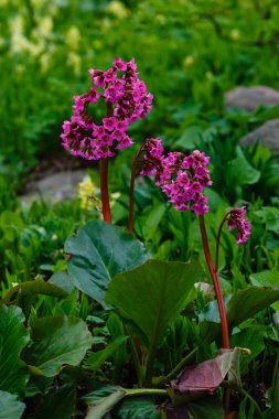 Bahar bahçesinde bergenia çiçeği