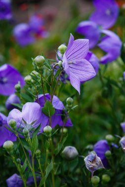 Platycodon grandiflorus veya Balon Çiçekleri, Platycodon grandiflorus. Platycodon 'un mor ve mavi çiçekleri yaz bahçesinde.