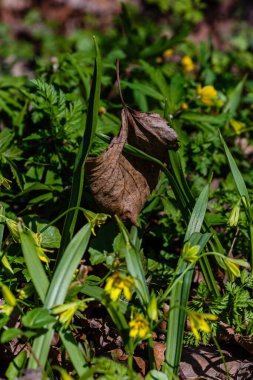 En azından Gagea (Gagea Minima) çiçekleri ilkbaharda ormanda açar. 