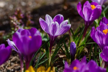 Bahar bahçesinde mor timsahlar. 