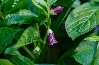 Ölümcül itüzümü çiçekleri ya da atropa beladonna. Atropa beladonna, Solanaceae familyasından uzun ömürlü bir bitki türü..