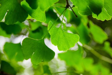 Ginkgo Biloba yaprakları. Relict Ginkgo biloba ağacı. İlaç fabrikası. Ginkgo biloba ile yeşil arkaplan.