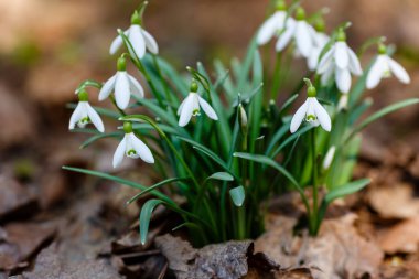 Bahar bahçesinde güzel kar damlaları. Doğal arka planda güzel beyaz kardelen (Galanthus).