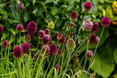 Bahçedeki miscanthus sinensis çiçekleri