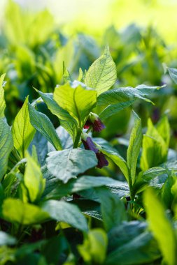 Ölümcül itüzümü çiçekleri ya da atropa beladonna. Atropa beladonna, Solanaceae familyasından uzun ömürlü bir bitki türü..