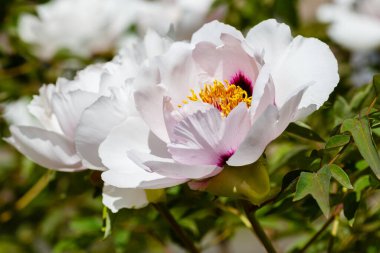 Bahçedeki paeonia funruticosa çiçekleri (sıralama Paeonia rockii)