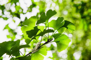 Ginkgo Biloba yaprakları. Relict Ginkgo biloba ağacı. İlaç fabrikası. Ginkgo biloba ile yeşil arkaplan.