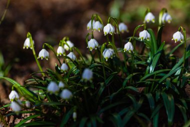 Leucojum vernum, ilkbaharda açan beyaz bir çiçektir ve bir kar damlasına benzer. Leucojum vernum uzun ömürlü bir bitkidir. Galanthus vernus, Nivaria verna, Erinosma verna