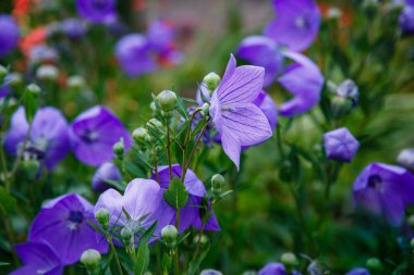 Platycodon grandiflorus veya Balon Çiçekleri, Platycodon grandiflorus. Platycodon 'un mor ve mavi çiçekleri yaz bahçesinde.