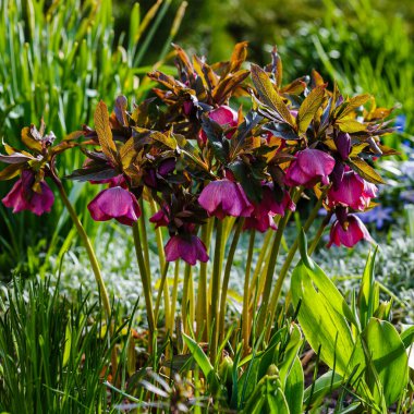 Bahar bahçesinde Lenten Rose (Helleborus Kafkasya). Helleborus abchasicus.