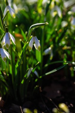 Bahar bahçesinde güzel kar damlaları. Doğal arka planda güzel beyaz kardelen (Galanthus).