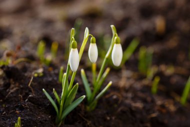Kar damlası bahar bahçesi çiçekleri. Genel kar damlası (Galanthus nivalis) çiçekleri doğal yeşil arkaplanda.