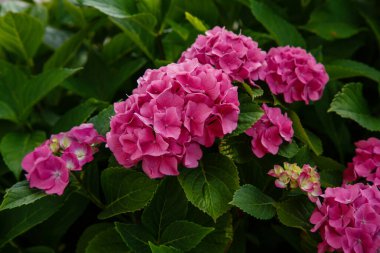 Ortanca 'nın güzel çiçekleri. Bahçede açan ortanca makrofili.