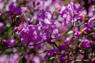 İlkbaharda Rhododendron dauricum