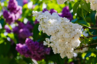 Bahar bahçesinde çiçek açan leylak (şırınga vulgaris). Doğal arka planda beyaz leylak