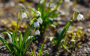 Leucojum vernum, ilkbahar beyaz çiçekleri, erken çiçek açan kardelenlere benzeyen bitkiler. Leucojum vernum uzun ömürlü bir bitkidir. Galanthus vernus, Nivaria verna, Erinosma verna