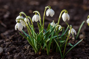 Bahar bahçesinde güzel kar damlaları. Doğal arka planda güzel beyaz kardelen (Galanthus).