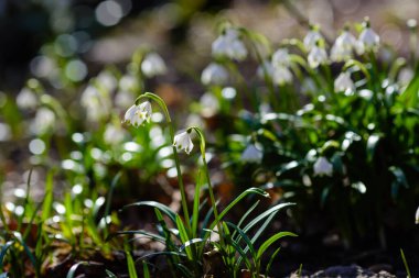 Leucojum vernum, ilkbaharda açan beyaz bir çiçektir ve bir kar damlasına benzer. Leucojum vernum uzun ömürlü bir bitkidir. Galanthus vernus, Nivaria verna, Erinosma verna