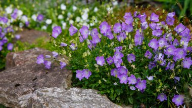 Bahçede gelişen Campanula Carpatica. Campanula Carpatica 'nın güzel mavi çiçekleri.