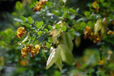 Bahçedeki kolutea ağaçlarının orada. Parlak turuncu çiçekler ve tohumlar