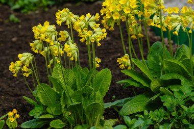 Primula veris veya Primula officinalis. Primula, Alpine Hill 'deki bahar bahçesinde bitkilerle buluşuyor. Bahçede güzel sarı bahar çiçekleri.