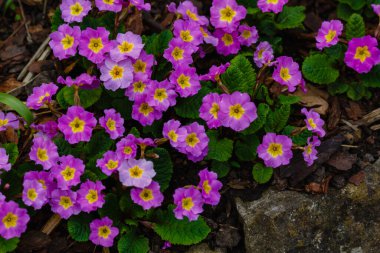 Bahar bahçesindeki Primula 'nın pembe çiçekleri. Mor primula vulgaris, çuha çiçeği. Çiçekli Primula (Primula Vulgaris). Baharda bahçe işleri.