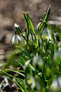 Bahar bahçesinde güzel kar damlaları. Doğal arka planda güzel beyaz kardelen (Galanthus).
