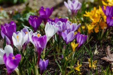 Bahar bahçesinde mor, beyaz ve sarı timsahlar. 