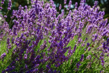 Lavandula 'nın mavi çiçekleri doğal arka planda. Lavanta çiçekleriyle güzel bir yaz manzarası.
