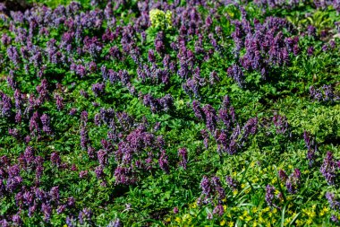 Parkta yeşil, güneşli bir çayır ya da çiçekli bir bahçe Corydalis. Yaz ya da bahar yeşili arka plan. Çiçek açan alan, çimen.