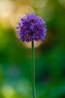 Allium Giganteum çiçek açıyor. Çiçek açan Allium çiçeği topu. Bahçe teması için Allium ile güzel bir resim.