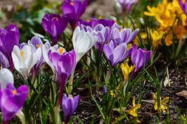 Bahar bahçesinde mor, beyaz ve sarı timsahlar. 
