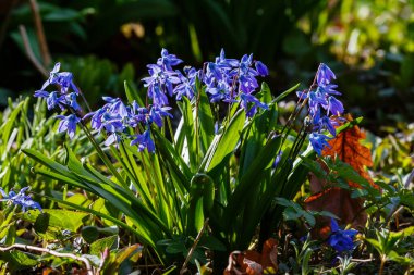 Bahar bahçesinde Scilla Siberica. 